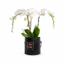 Trio Orchid