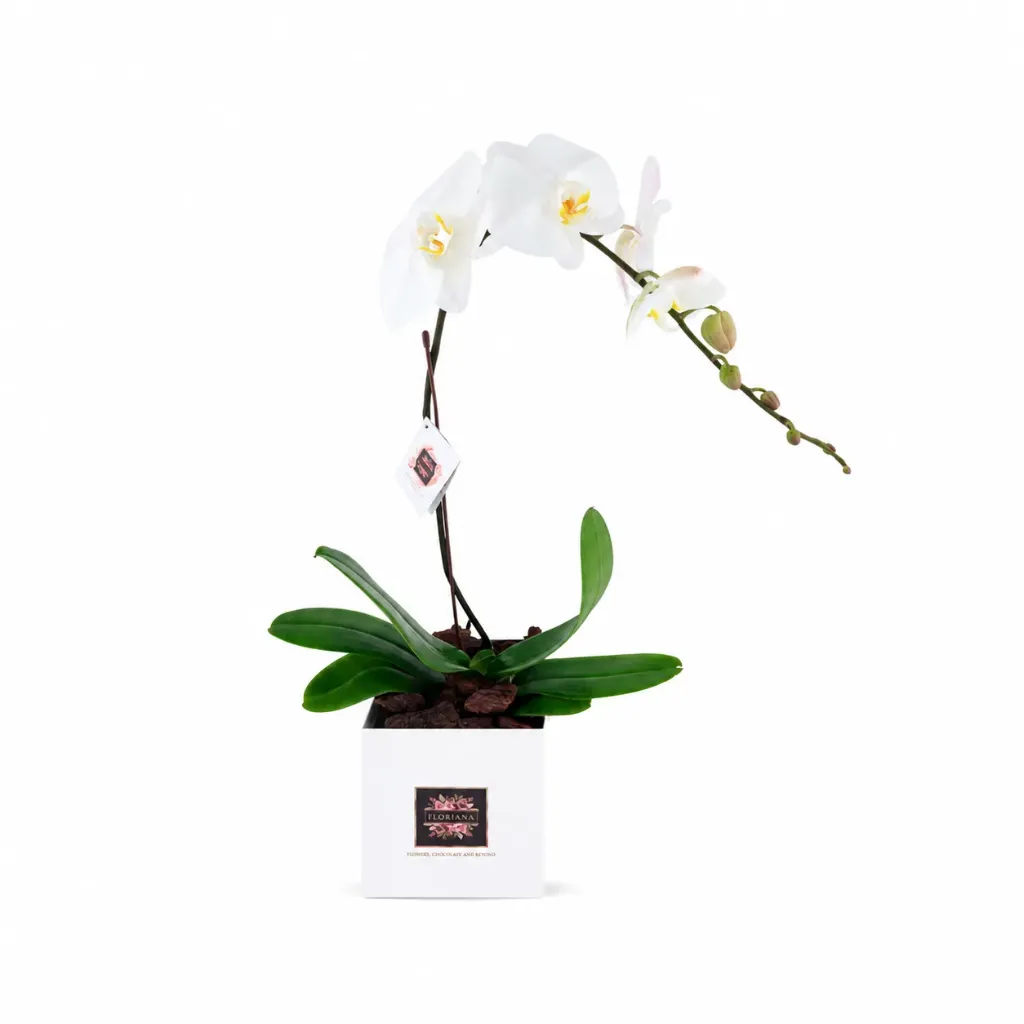 Snow Grace Orchid (White)