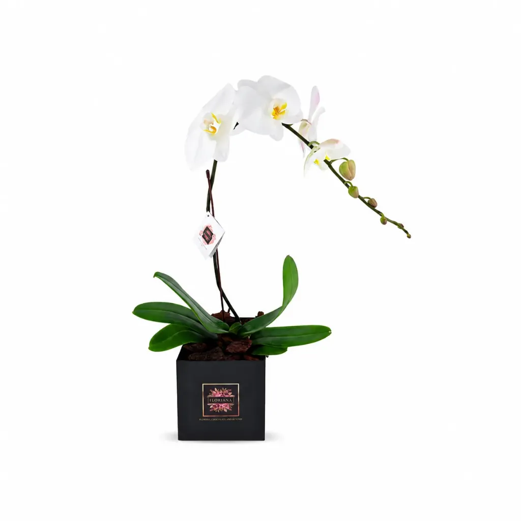 Snow Grace Orchid