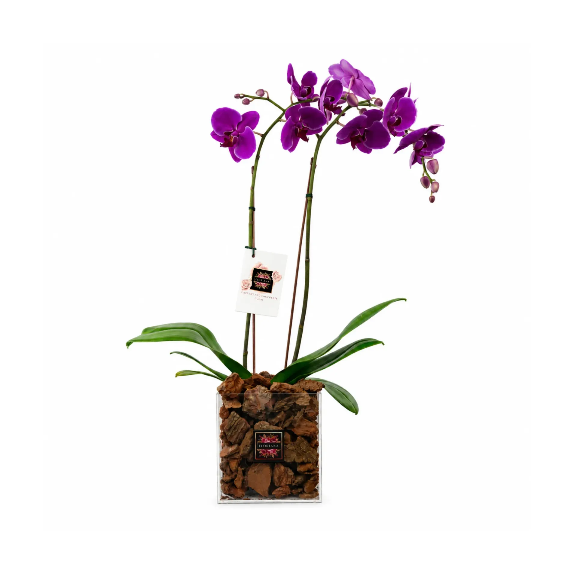 Royal Amethyst Orchid
