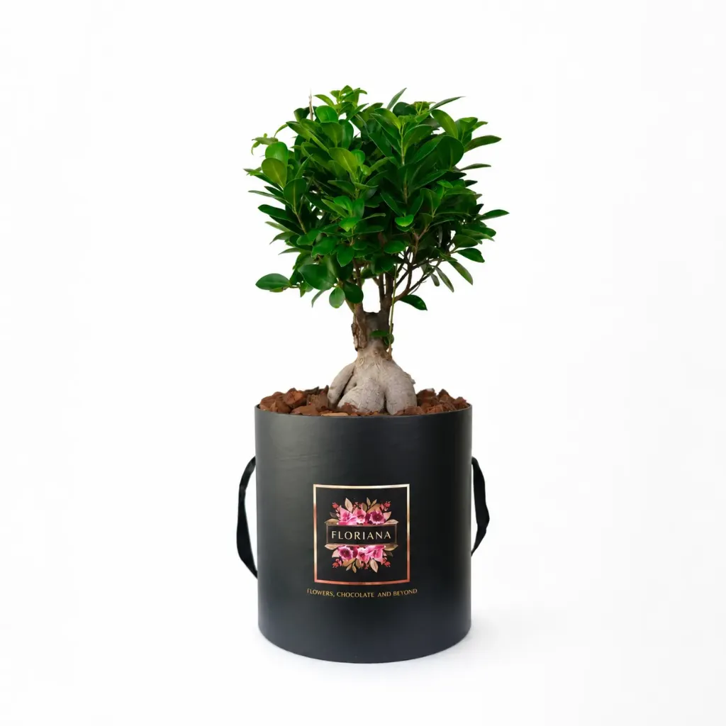 Bonsai