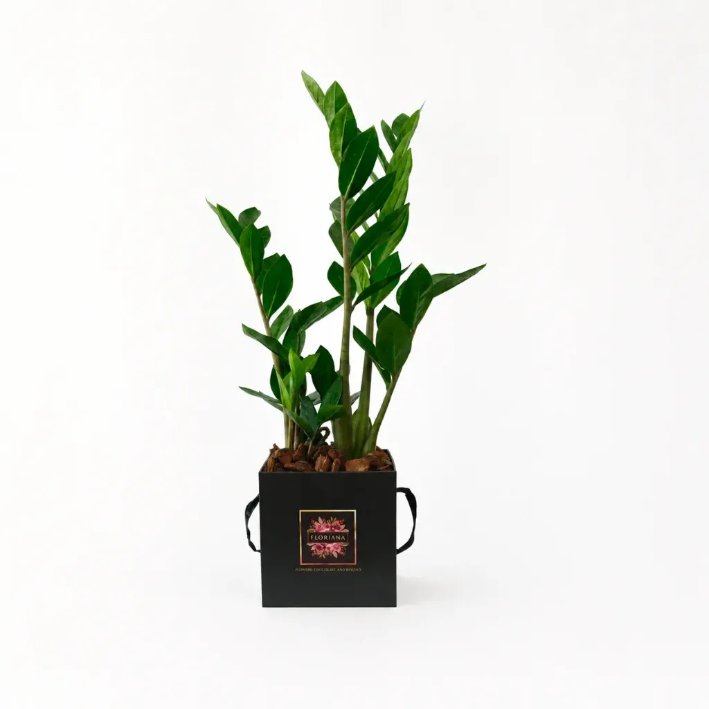 ZZ Plant